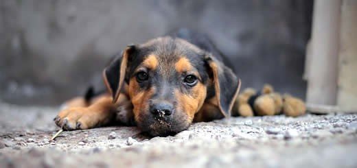 i want to buy a puppy online